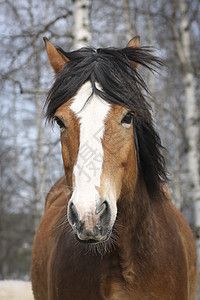 马眼睛白色头发马匹毛皮尾巴红色鬃毛图片