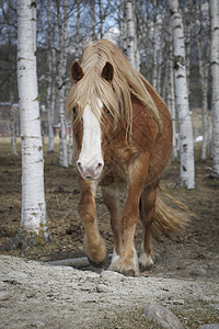 马尾巴眼睛白色红色毛皮鬃毛马匹头发背景图片