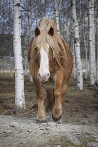 马头发红色白色尾巴毛皮鬃毛眼睛马匹图片