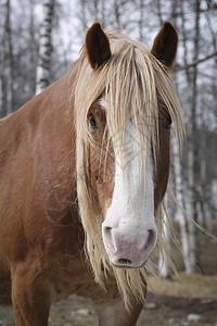 马鬃毛尾巴红色头发白色毛皮马匹眼睛图片