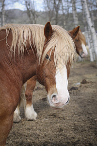 马尾巴眼睛白色马匹头发鬃毛红色毛皮图片