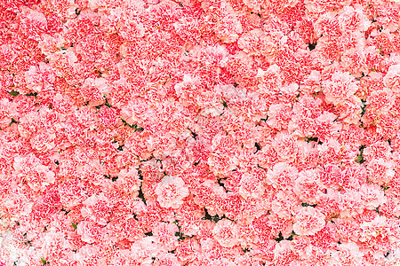美丽的粉红色康乃馨花植物奶油花束红色粉色植物学工作室植物群精制花园图片