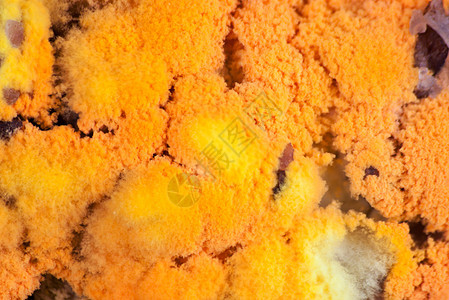 发霉的稻田木质迅速生长橙子黑色黄色疾病微生物棕色危险霉菌模具图片