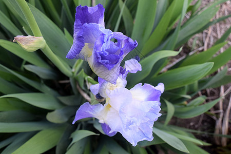 伊瑞斯紫色植物群叶子美丽宏观花园生活花瓣植物花店图片
