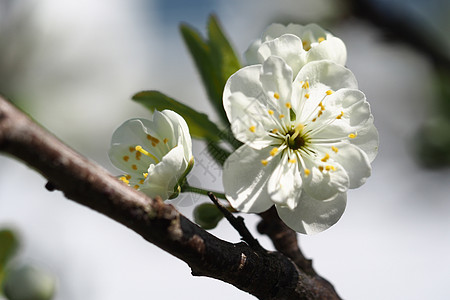 木树白色新生活花园梅花苹果花水果天空李子图片