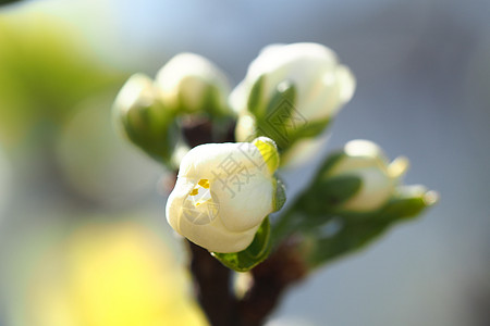 木树苹果花白色花园李子天空水果新生活梅花图片