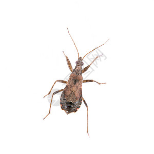 白色背景的棕色接吻虫吊具生物学皮肤甲虫昆虫学寄生宏观漏洞野生动物寄生虫图片