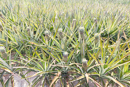 婴儿菠萝种植园甜点场地养分花园蔬菜农场食物植物营养叶子图片