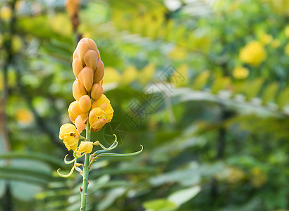 圣诞蜡烛鲜花绿色阿拉塔烛台叶子泻药治疗种子衬套植物皇后图片