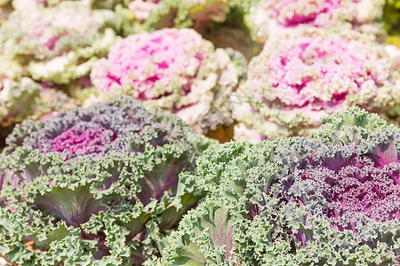 特写新鲜卷心菜植物叶农场紫色芸苔栽培蔬菜菜花收成场地园艺产品图片