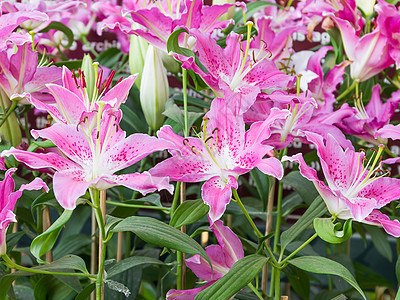 紧贴粉红百合花花束美丽季节白色植物花园植物群绿色园艺粉色图片