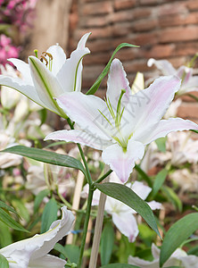 紧贴白百丽花花园季节白色植物群植物美丽园艺花束绿色百合图片