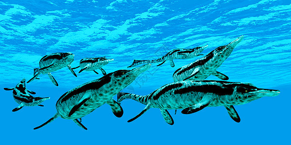 海洋爬行动物脚蹼灭绝脊椎动物生物蜥蜴主题海上生活游泳动物古艺术图片
