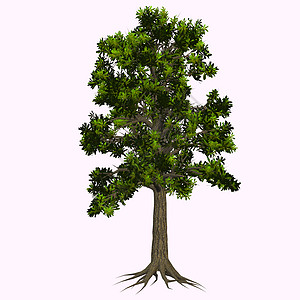 树树干环境植物学植物绿色叶子灭绝插图种子林木图片