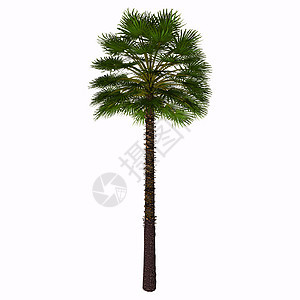 地中海风扇棕榈树背景图片
