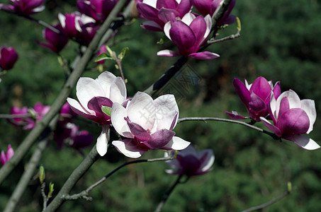 美丽的马格诺利亚树花朵季节玉兰线条园艺植物学花瓣特写天空公园镜头图片