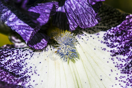 紫和白虹花花瓣图片