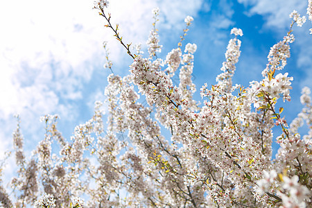 春天新花白色蓝色树叶植物群天空花朵叶子花园装饰生长图片