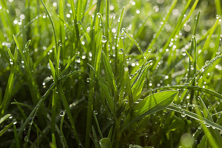 雨后草地上滴下水背景植物反射环境叶子阳光气候花园液体刀刃图片