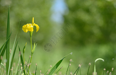 黄旗开花黄色水旗黄花草地自然界植物群花园森林季节植物图片