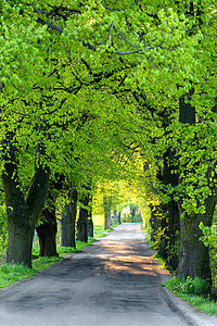 巷子里的绿春树图片