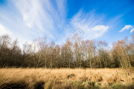 秋天的Birch树桦木金子射线植物群天空环境植物木头森林地面图片