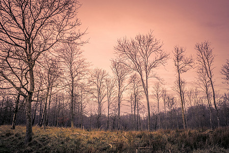 秋天黎明时森林图片