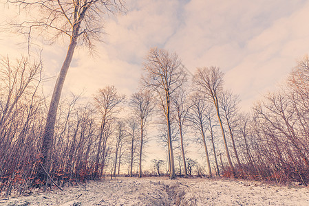 冬季长树高的森林地貌图片