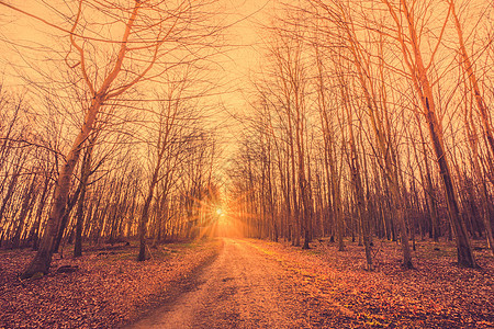 通往日出的森林道路图片