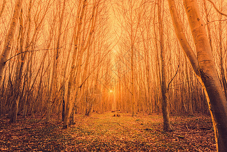 日出在森林中 树长高林地场景光束森林魔法公园太阳人行道环境农村图片