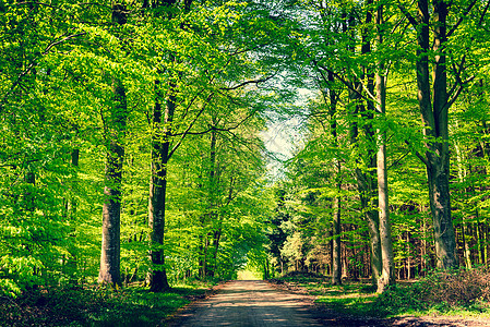 春天在绿林中的道路人行道季节公园太阳车道森林植物晴天旅行远足图片