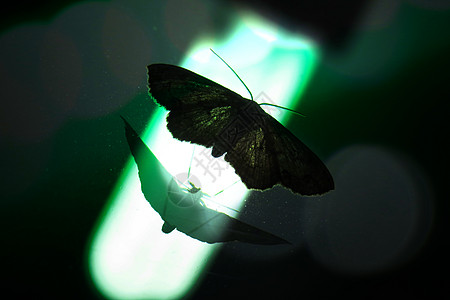 夜月臭虫漏洞镜子翅膀昆虫绿色反射生物背景图片