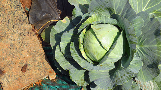 新鲜菜叶农业蔬菜农场食物图片