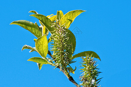 树的树枝上的青芽树木生长植物叶子发芽植物学季节枝条宏观绿色图片