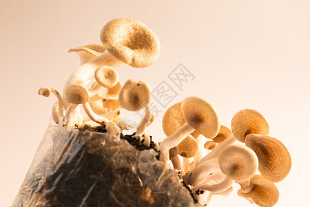 蘑菇白色背景 伦蒂尼乌斯四仪商业蔬菜营养牡蛎季节美食市场菌类植物图片