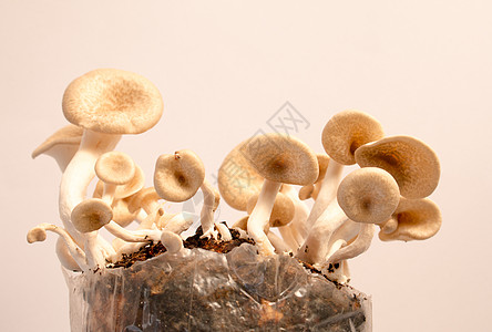 蘑菇白色背景 伦蒂尼乌斯牡蛎植物营养木头商业食物菌类蔬菜四仪美食图片