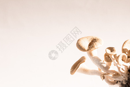蘑菇白色背景 伦蒂尼乌斯商业市场食物木头牡蛎营养植物菌类季节蔬菜图片