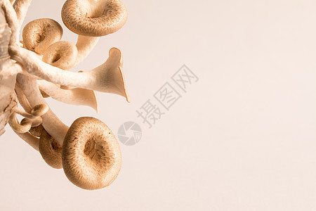 蘑菇白色背景 伦蒂尼乌斯营养植物蔬菜菌类美食季节商业食物牡蛎四仪图片