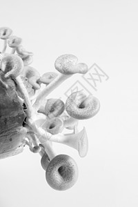 蘑菇白色背景 伦蒂尼乌斯四仪木头菌类美食食物植物牡蛎商业市场蔬菜图片
