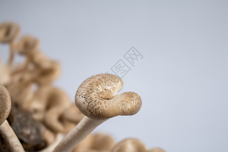 蘑菇白色背景 伦蒂尼乌斯美食植物季节食物牡蛎营养蔬菜四仪菌类木头图片