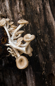 蘑菇白色背景 伦蒂尼乌斯营养木头植物季节蔬菜市场菌类商业牡蛎食物图片