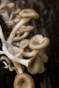 蘑菇白色背景 伦蒂尼乌斯蔬菜牡蛎四仪美食季节市场菌类食物植物商业图片