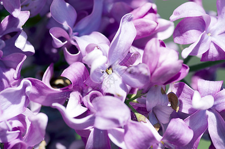 花朵的开花 背景摘要 宏观照片季节温泉叶子礼物庆典灵敏度坡度香水芳香情怀图片