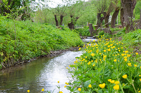 初春风景中的小河流动树木环境阳光叶子花朵季节生态石头荒野图片