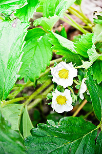 春天的草莓花花粉香味食物植物学花园衬套园艺花瓣季节水果图片