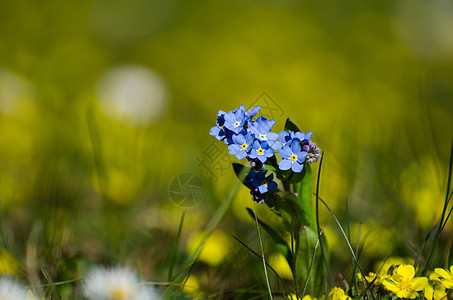 阳光蓝春花图片