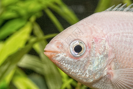 亲吻Gurami头目详情黑眼球热带淡水宠物粉色绿色水族馆植物造口图片