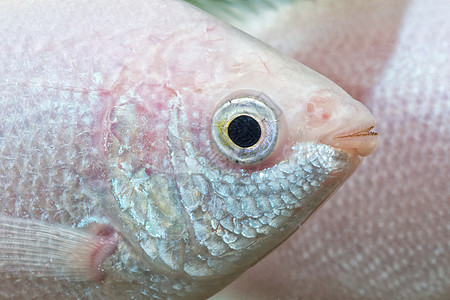 亲吻Gurami头目详情黑眼球绿色淡水植物粉色宠物热带水族馆造口图片