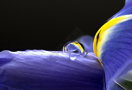 Iris 大型露下滴黄色植物群蓝色花瓣紫色鸢尾花叶子图片