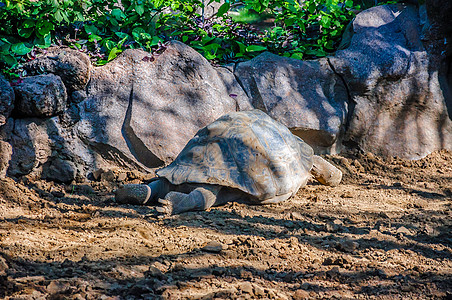 加拉帕戈斯巨型乌龟 洛罗帕尔克(Loro Parque)的图片